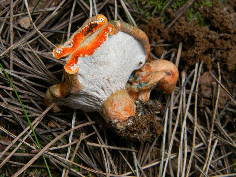 Ritrovamenti del 12.03.2011.sotto pineta