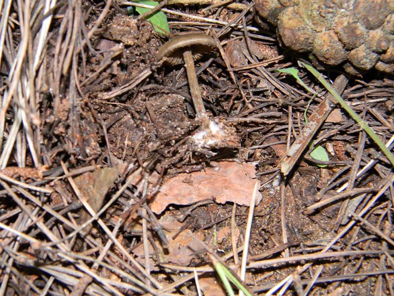 Ritrovamenti del 12.03.2011.sotto pineta