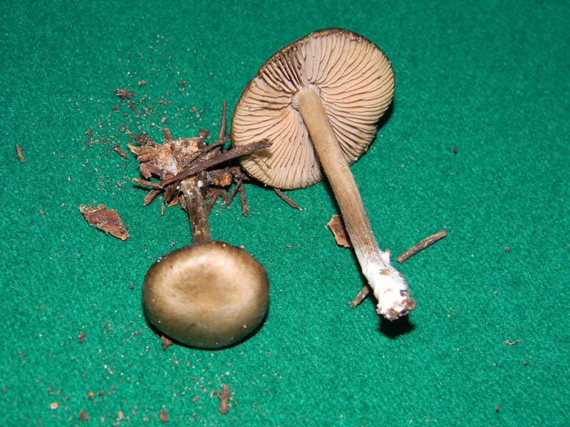 Ritrovamenti del 12.03.2011.sotto pineta