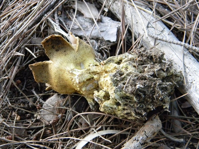 Ritrovamento 7/10/2011/pu� essere lo Scleroderma meridionale