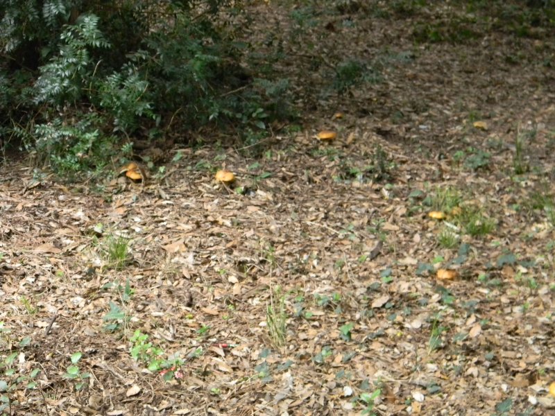 5�gruppo di ritrov.il.7.10.2011.bosco di Leccio e Pino marin