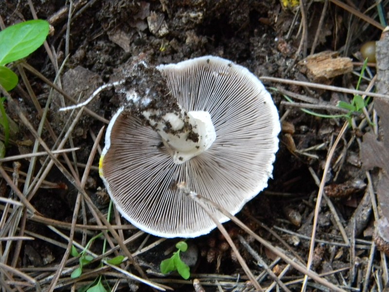 1�Ritrov. del 11.10.2011.bosco di Leccio e Pino marino