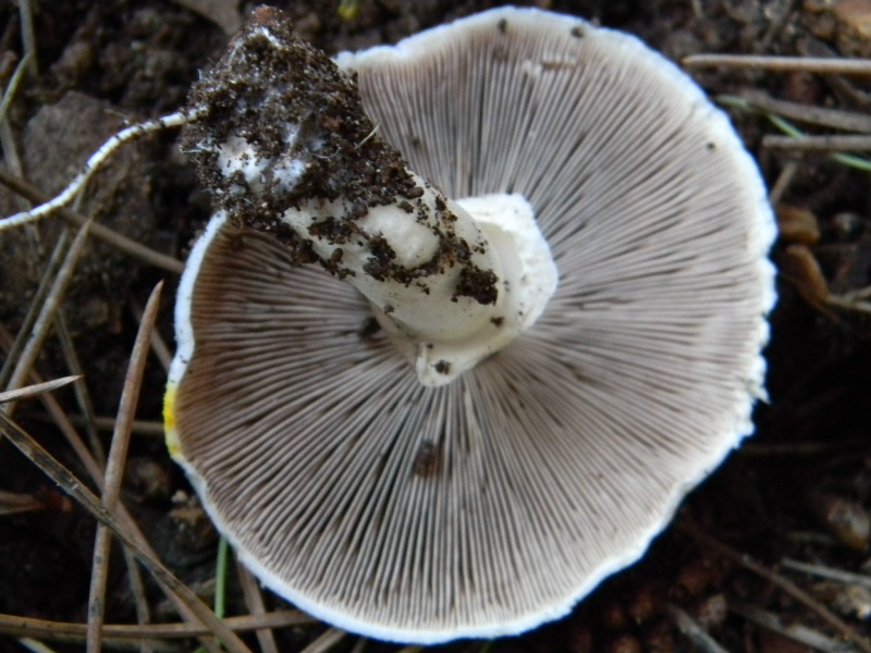 1�Ritrov. del 11.10.2011.bosco di Leccio e Pino marino