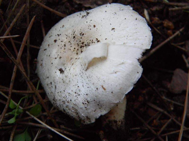 1�Ritrov. del 11.10.2011.bosco di Leccio e Pino marino