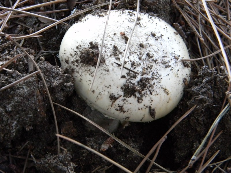 1�Ritrov. del 11.10.2011.bosco di Leccio e Pino marino
