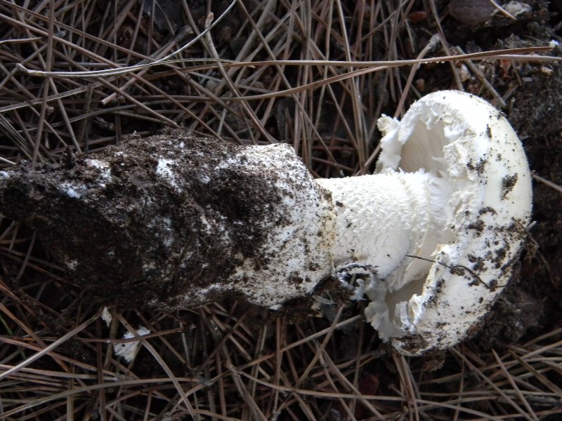 1�Ritrov. del 11.10.2011.bosco di Leccio e Pino marino