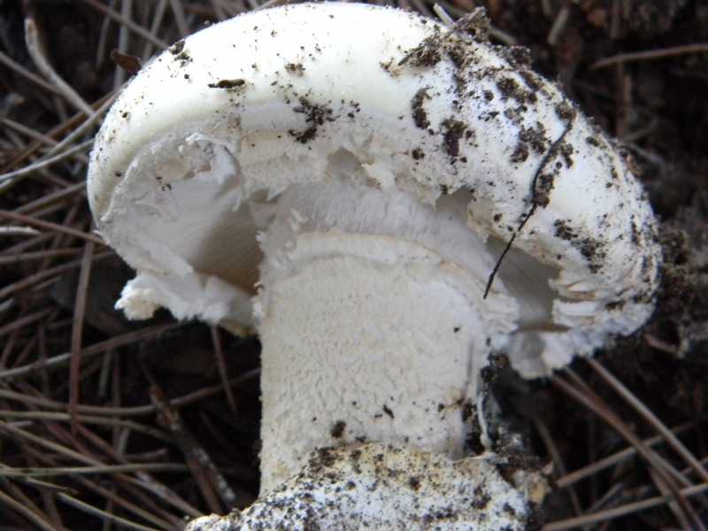 1�Ritrov. del 11.10.2011.bosco di Leccio e Pino marino