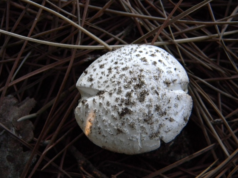 1�Ritrov. del 11.10.2011.bosco di Leccio e Pino marino