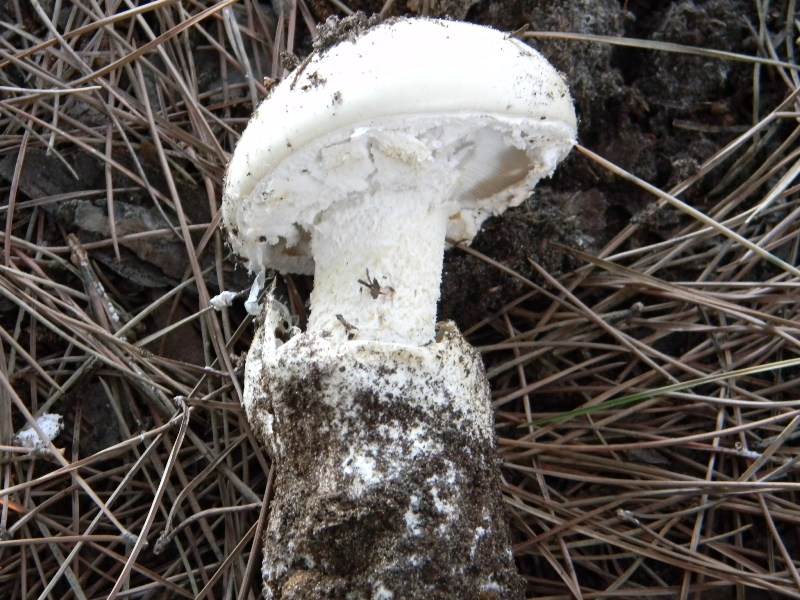 1�Ritrov. del 11.10.2011.bosco di Leccio e Pino marino