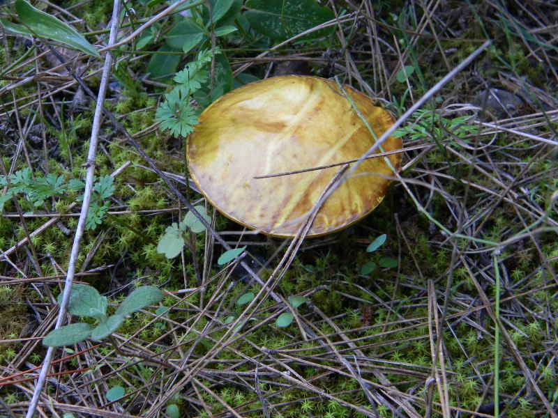 1�Ritrov. del 11.10.2011.bosco di Leccio e Pino marino