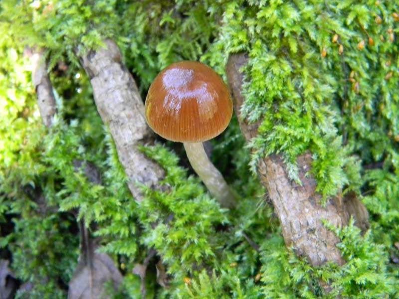 Alcuni ritrovamenti del 18.03.2011.sotto Quercia