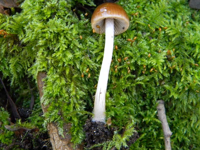 Alcuni ritrovamenti del 18.03.2011.sotto Quercia