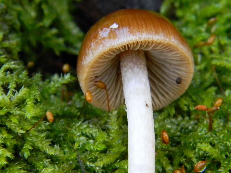 Alcuni ritrovamenti del 18.03.2011.sotto Quercia