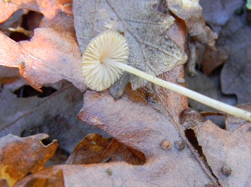 Alcuni ritrovamenti del 18.03.2011.sotto Quercia