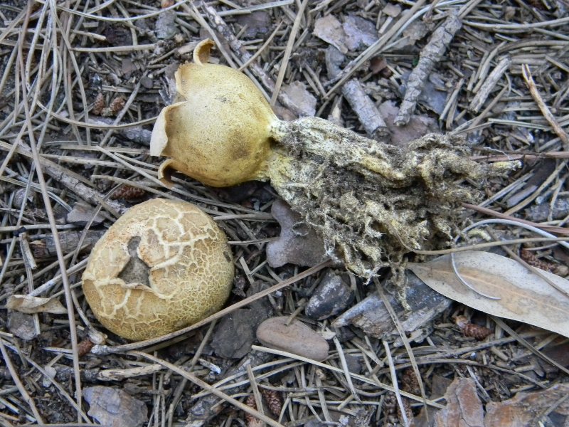 2�Ritrov.del 11.10.2011.sotto Leccio e Pino marino