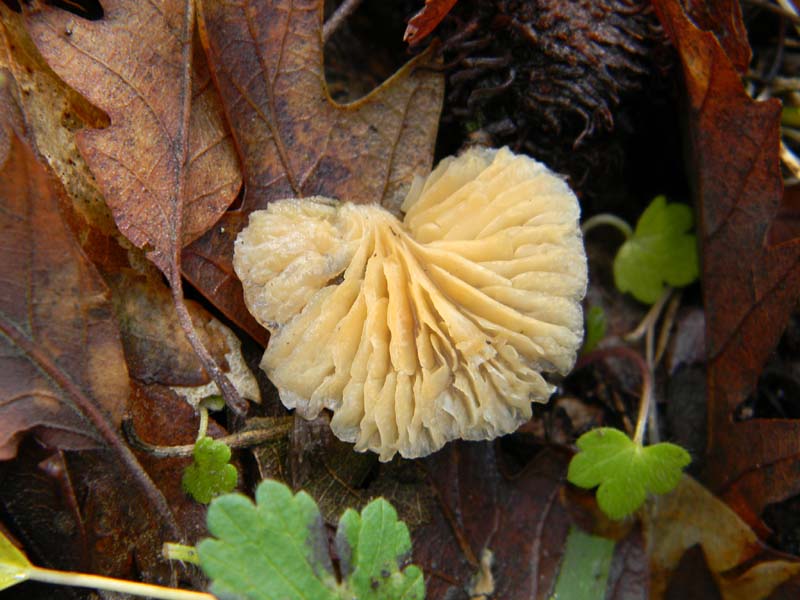 Alcuni ritrovamenti del 18.03.2011.sotto Quercia