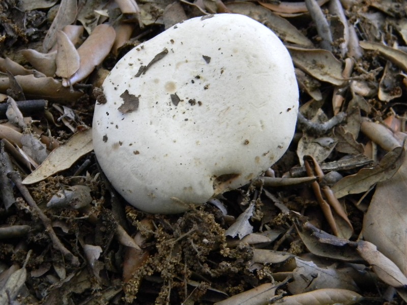 2�Ritrov.del 11.10.2011.sotto Leccio e Pino marino