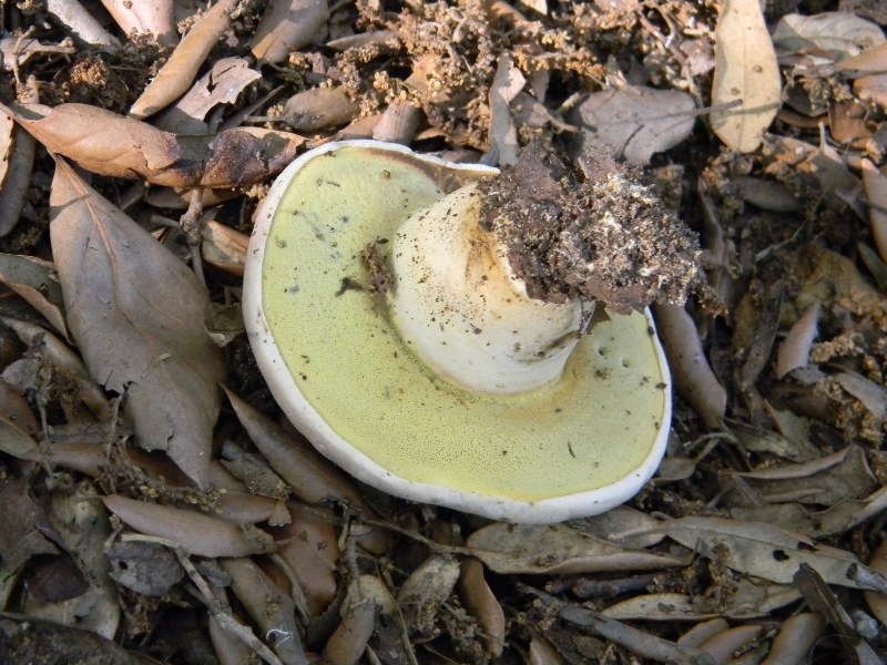 2�Ritrov.del 11.10.2011.sotto Leccio e Pino marino