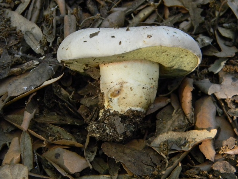 2�Ritrov.del 11.10.2011.sotto Leccio e Pino marino