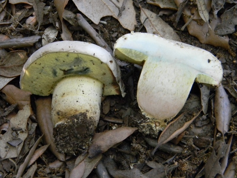 2�Ritrov.del 11.10.2011.sotto Leccio e Pino marino