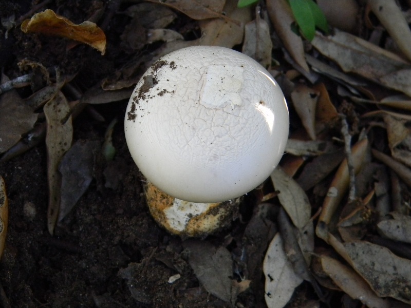 2�Ritrov.del 11.10.2011.sotto Leccio e Pino marino