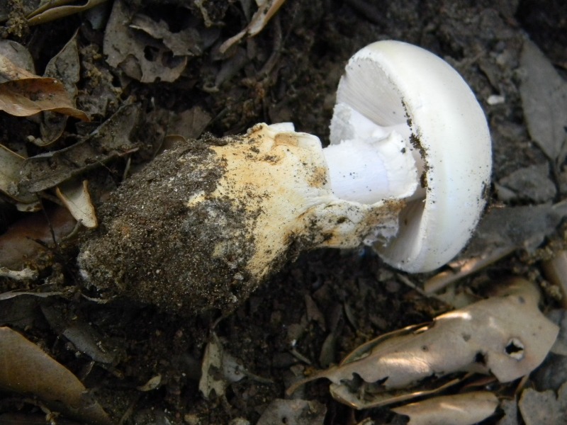 2�Ritrov.del 11.10.2011.sotto Leccio e Pino marino