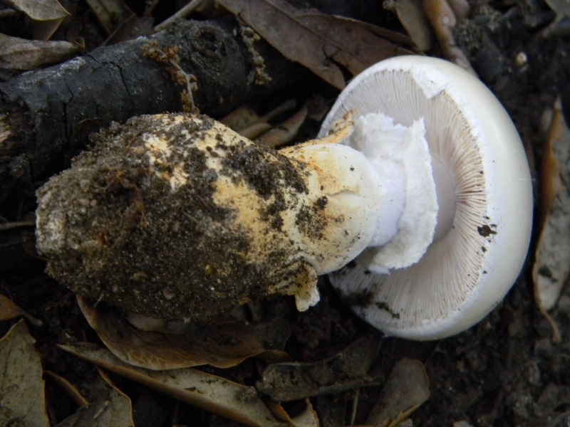 2�Ritrov.del 11.10.2011.sotto Leccio e Pino marino