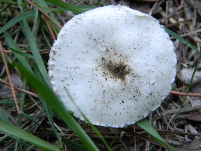 2�Ritrov.del 11.10.2011.sotto Leccio e Pino marino