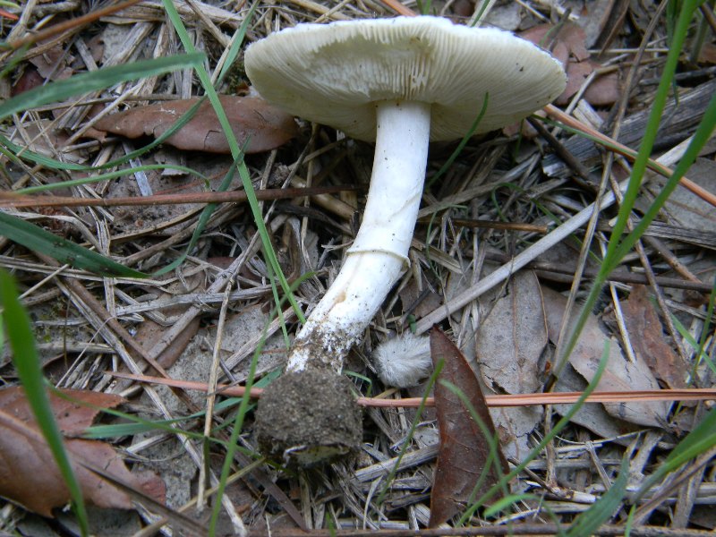 2�Ritrov.del 11.10.2011.sotto Leccio e Pino marino