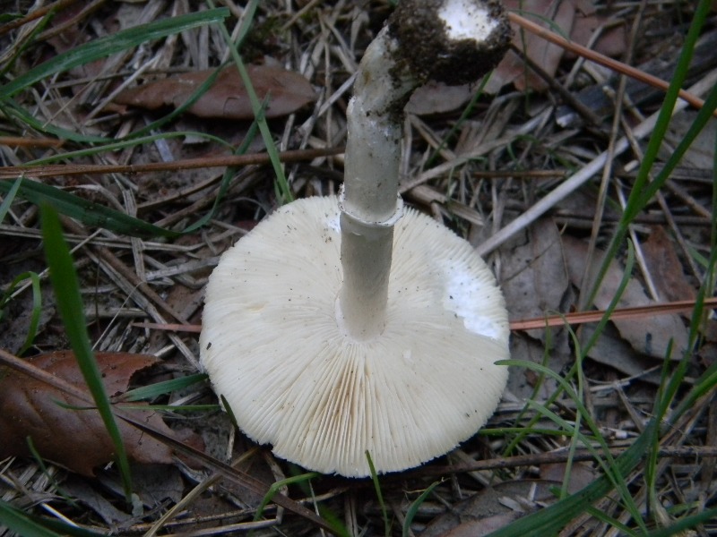 2�Ritrov.del 11.10.2011.sotto Leccio e Pino marino