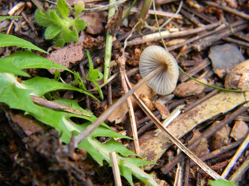 Ritrovamenti del 19.03.2011.bosco misto .