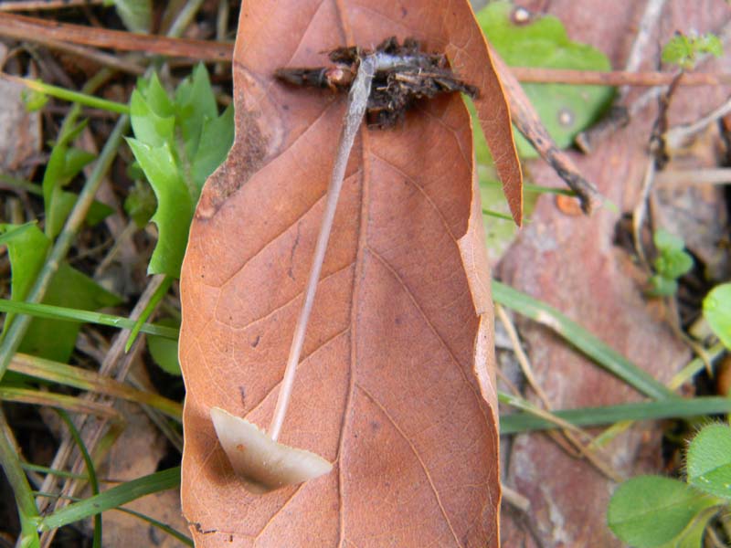 Ritrovamenti del 19.03.2011.bosco misto .