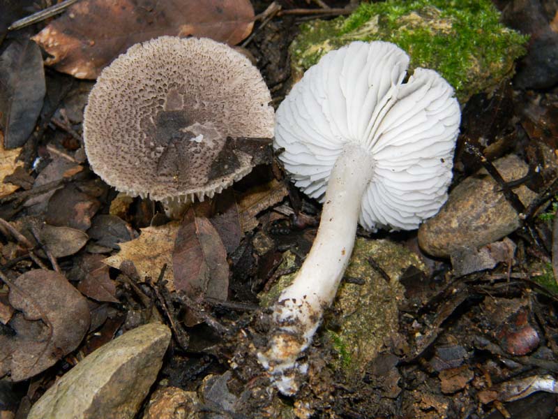 Ritrovamenti del 19.03.2011.bosco misto .