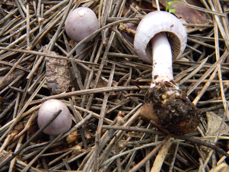 Altri ritrovameti  del 22.03.2011