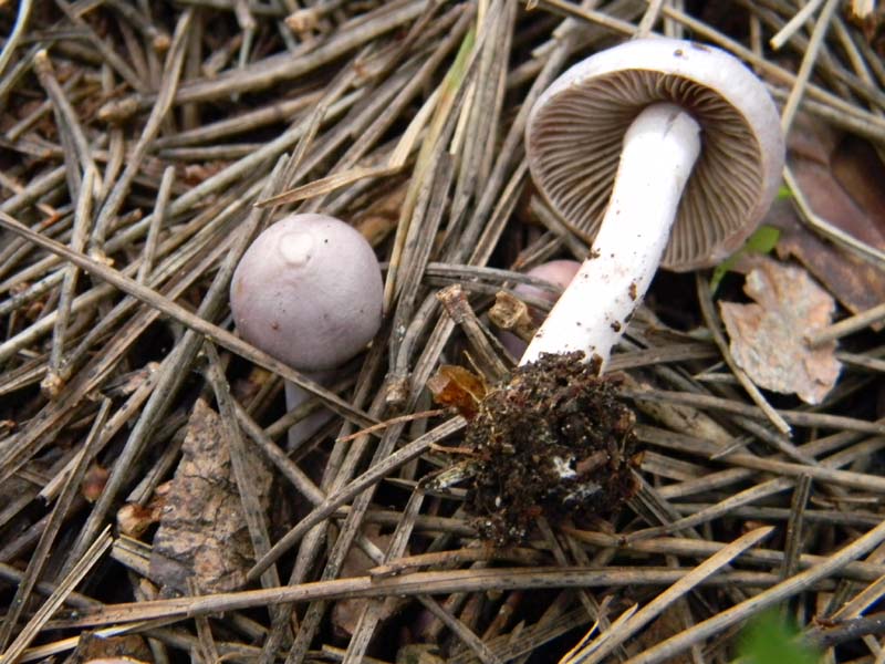 Altri ritrovameti  del 22.03.2011