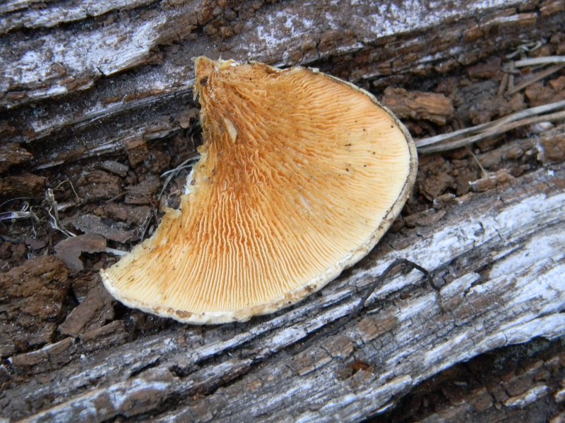 Ritrov.14.10.2011.bosco Leccio e Pino terreno molto secco