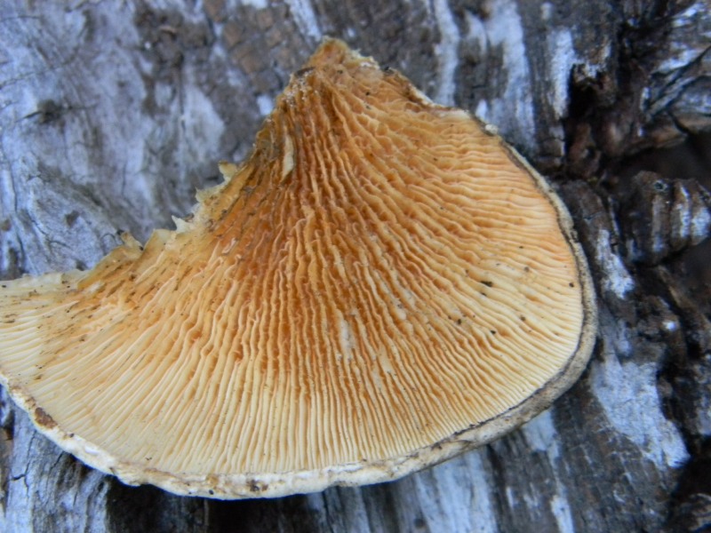 Ritrov.14.10.2011.bosco Leccio e Pino terreno molto secco