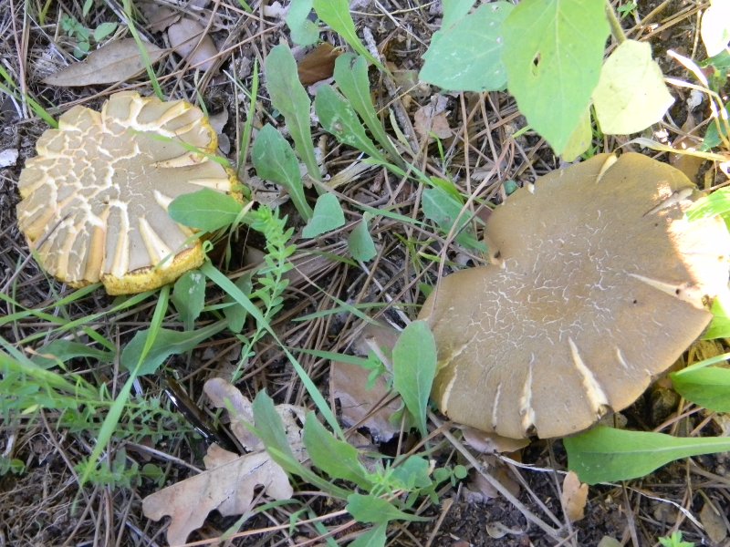 Ritrov.14.10.2011.bosco Leccio e Pino terreno molto secco