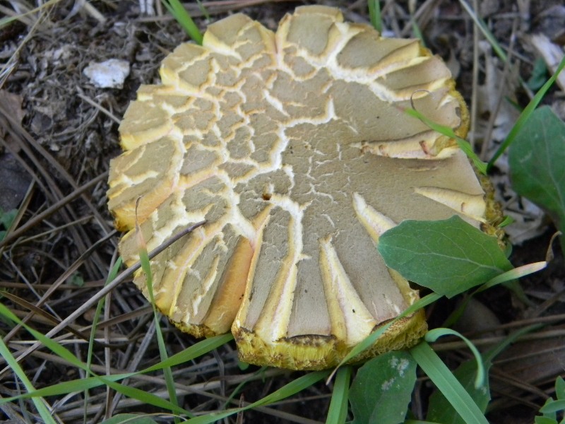 Ritrov.14.10.2011.bosco Leccio e Pino terreno molto secco