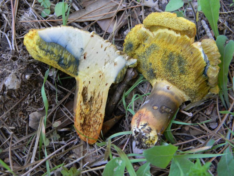 Ritrov.14.10.2011.bosco Leccio e Pino terreno molto secco