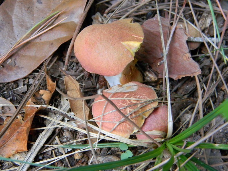 Ritrov.14.10.2011.bosco Leccio e Pino terreno molto secco