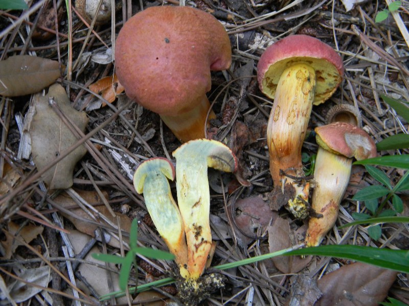 Ritrov.14.10.2011.bosco Leccio e Pino terreno molto secco