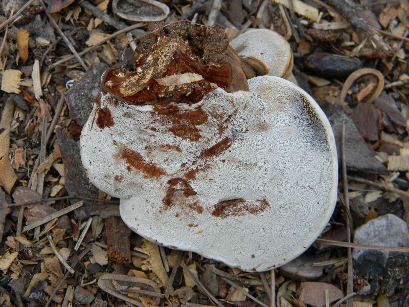 Ritrov.14.10.2011.bosco Leccio e Pino terreno molto secco