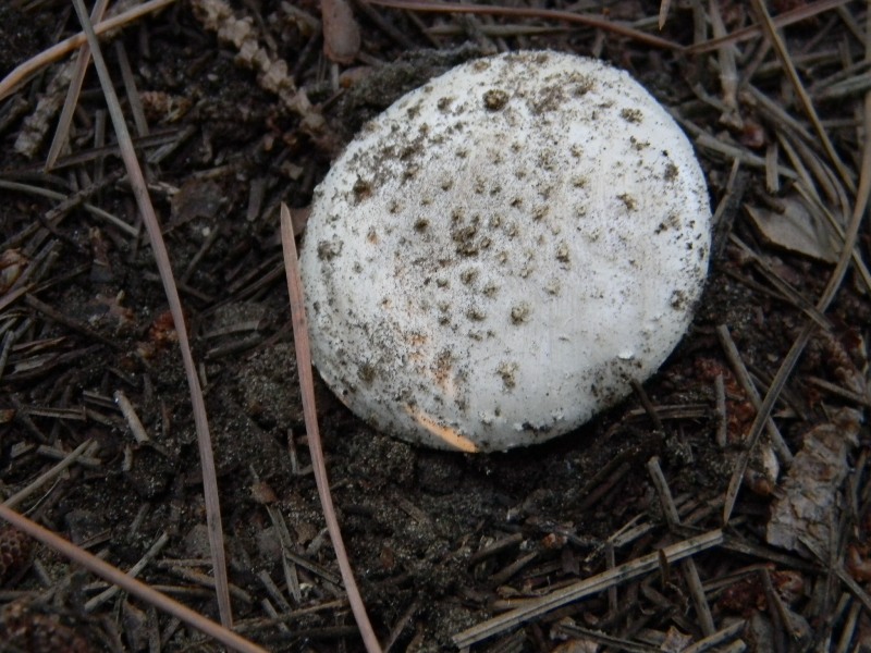 1) Gruppo di ritrov.sotto Leccio e Pino marino