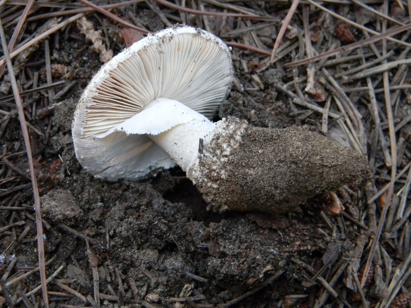 1) Gruppo di ritrov.sotto Leccio e Pino marino