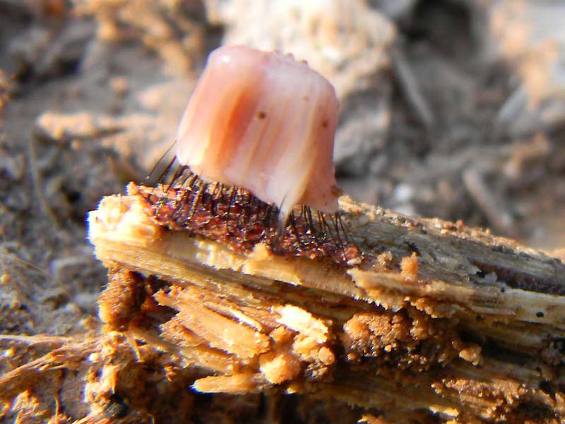 Altro ritrovamento con il mio amico nonnoantonio il