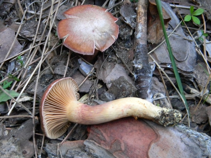 1) Gruppo di ritrov.sotto Leccio e Pino marino