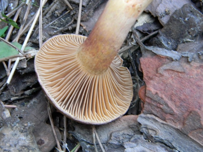 1) Gruppo di ritrov.sotto Leccio e Pino marino