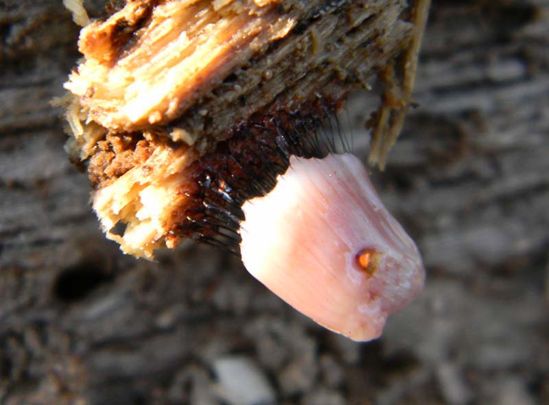 Altro ritrovamento con il mio amico nonnoantonio il