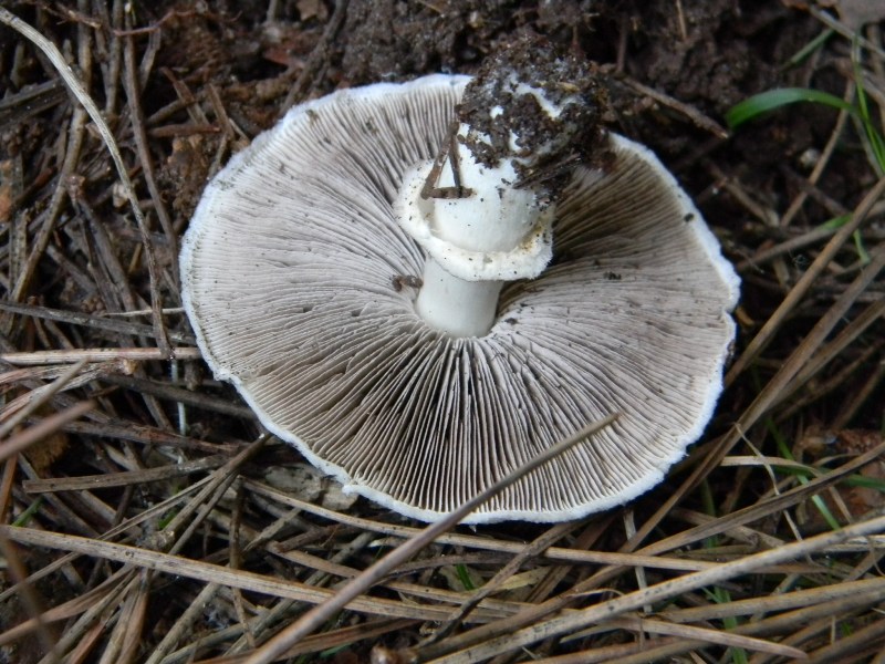 Ritrovamento del 18.10.2011.sotto Leccio e pino marino